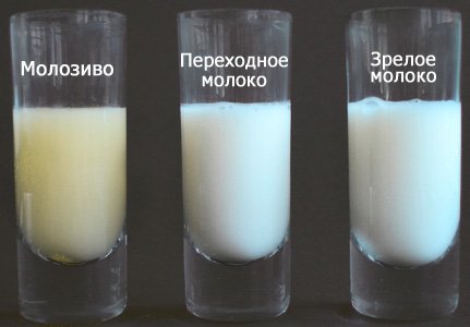 Молозиво, переходное и зрелое молоко