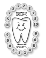 Порядок и сроки прорезывания молочных зубов.
