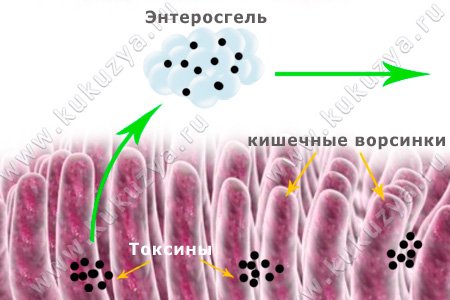 Энтеросгель. Принцип действия