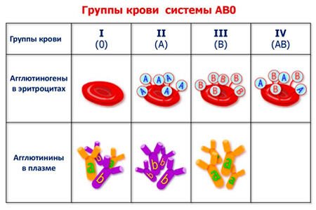 Группы крови — система АВ0