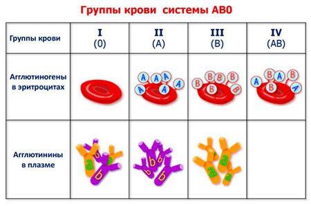 Группы крови