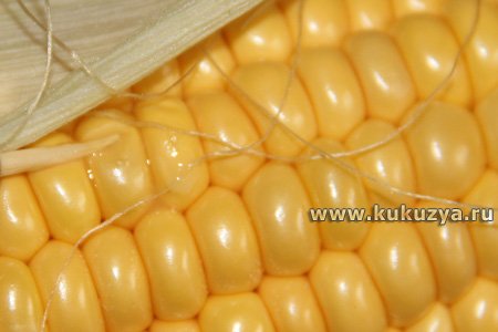 Как выбрать кукурузу в початках для приготовления варёной кукурузы