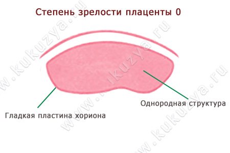 Степень зрелости плаценты – 0