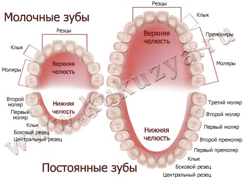 Молочные и постоянные зубы