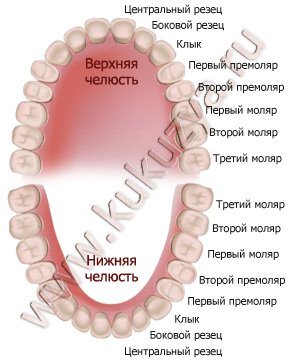 Постоянные зубы