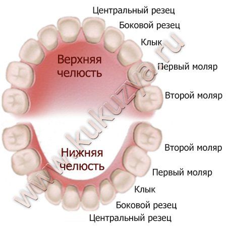 Схема Прорезывания Молочных Зубов Фото